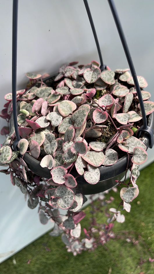 Ceropegia woodii variegata (collana di cuori) Pianta in Vaso 13 cm Foto Reali