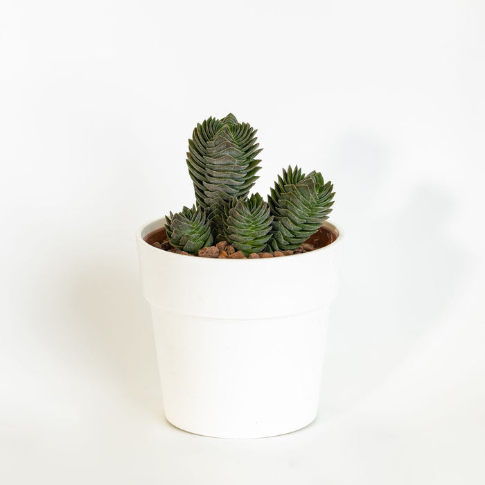 CRASSULA TEMPIO DI BUDDHA - Pianta Grassa Vaso 5,5 cm Foto Reali