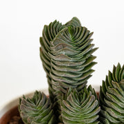 CRASSULA TEMPIO DI BUDDHA - Pianta Grassa Vaso 5,5 cm Foto Reali