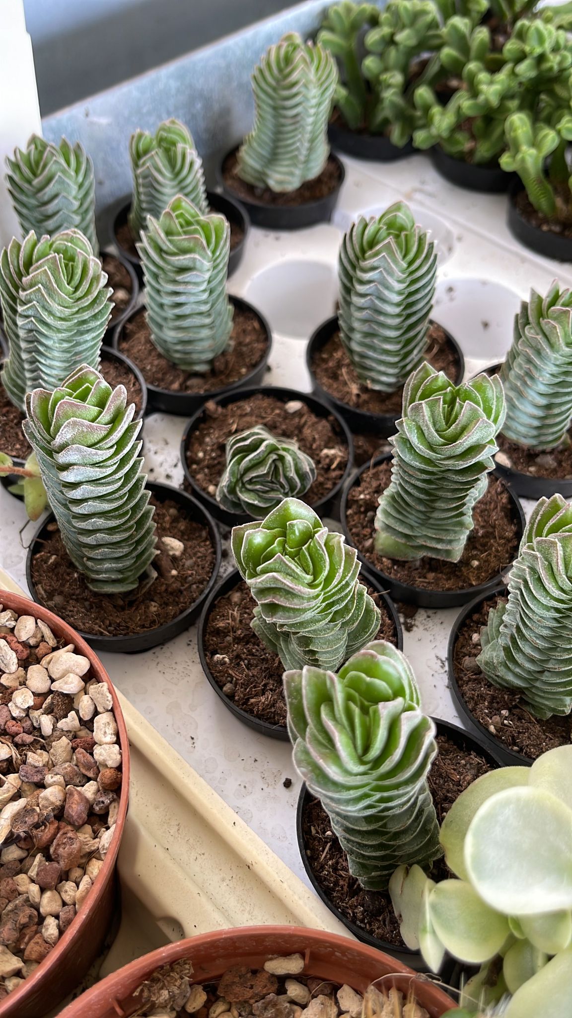 CRASSULA TEMPIO DI BUDDHA - Pianta Grassa Vaso 5,5 cm Foto Reali