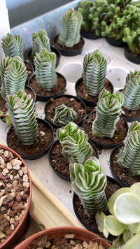 CRASSULA TEMPIO DI BUDDHA - Pianta Grassa Vaso 5,5 cm Foto Reali