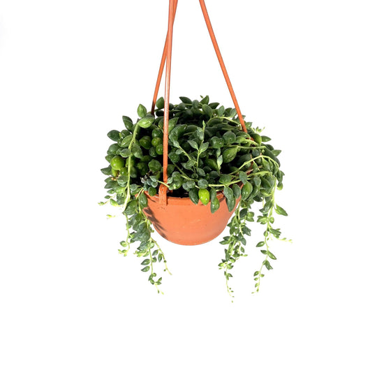 SENECIO herreianus herreyanus pianta del rosario o collana di perle Foto Reali