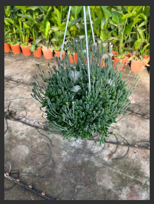 SENECIO herreianus herreyanus pianta del rosario o collana di perle Foto Reali
