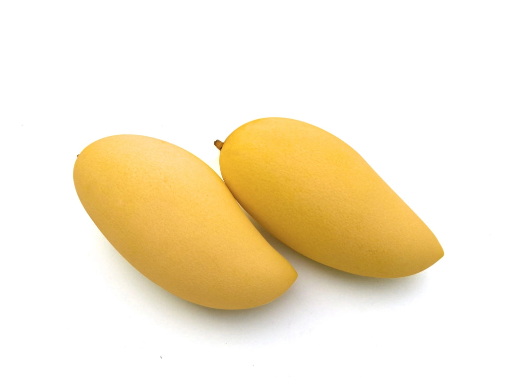 PIANTA DI MANGIFERA INDICA MANGO NAM DOC MAI H 140CM