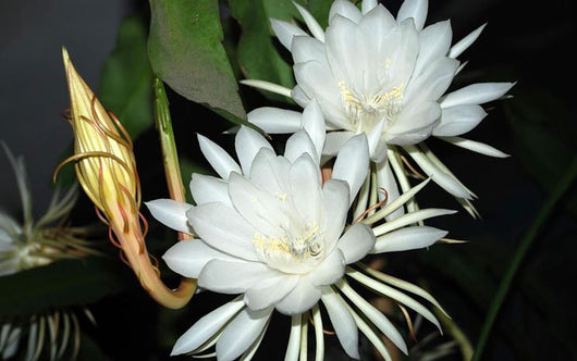 EPIPHYLLUM LINGUA DI SUOCERA A FIORE BIANCO GIGANTE FOTO REALI VASO 14CM