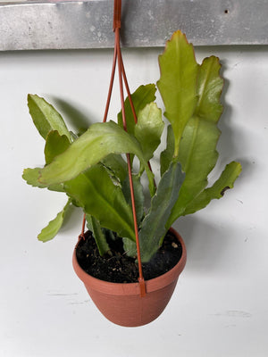 EPIPHYLLUM LINGUA DI SUOCERA A FIORE BIANCO GIGANTE FOTO REALI VASO 14CM
