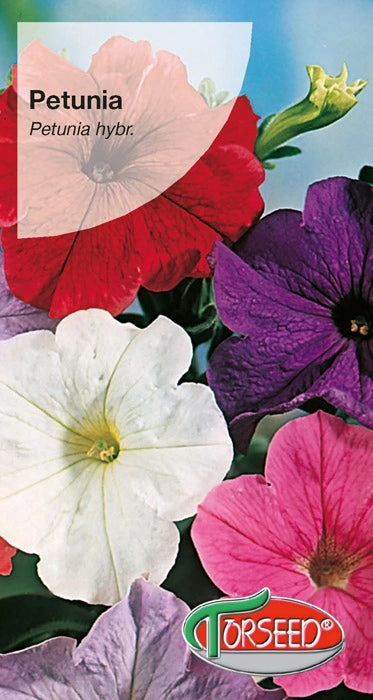 Petunia da giardino - Miscela per balcone Petunia hybrida grandiflora nana 0,1 g