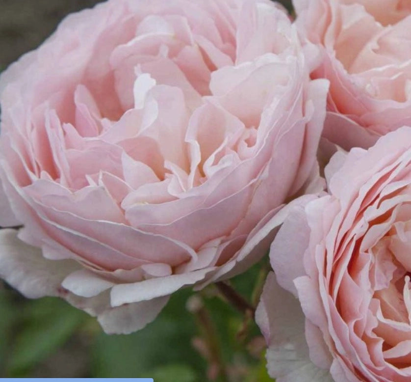 Rosa PRINCESSE CHARLENE DE MONACO ® Meidysouk