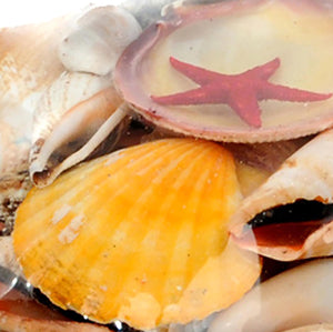 Set 12 Conchiglie Assortite con Cesti Larghezza 20 cm