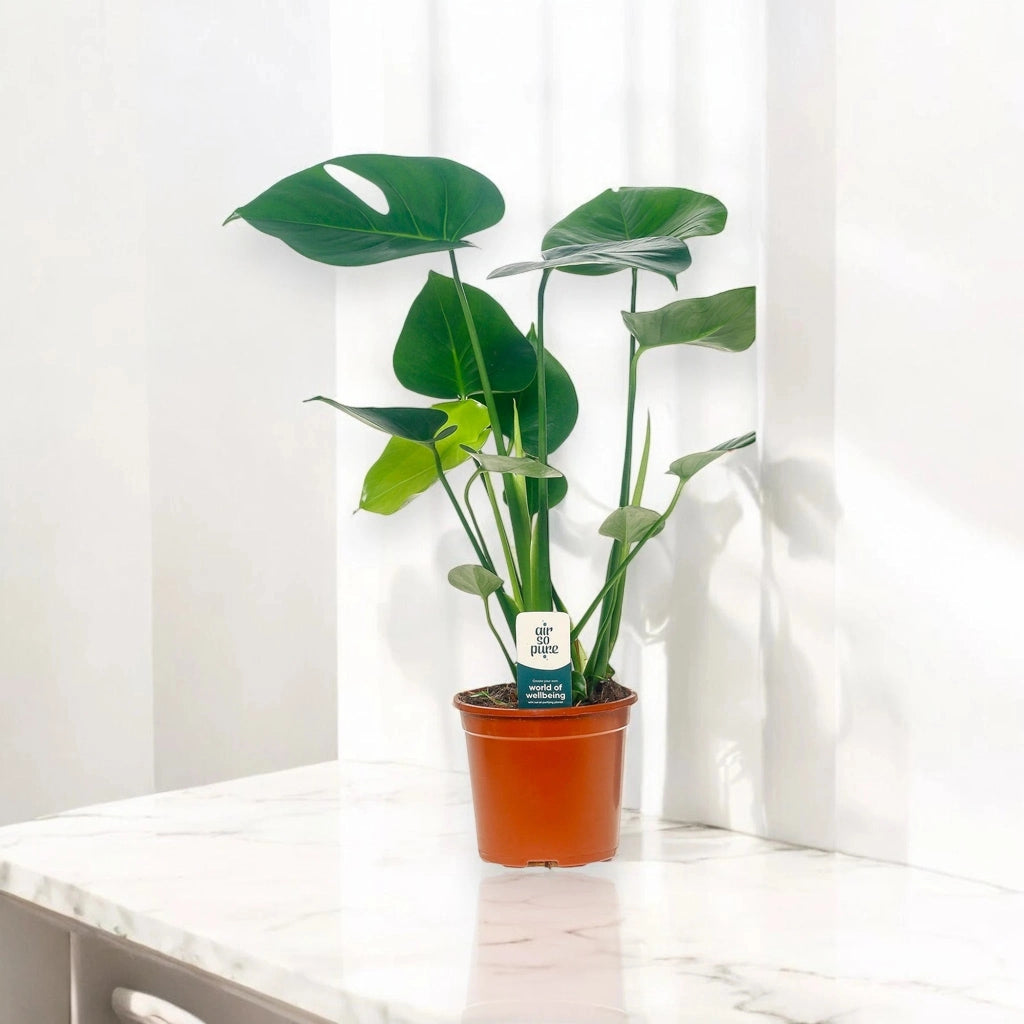 Gardenaria Monstera deliciosa - Pianta da interno ornamentale Altezza: 50 cm (vaso 14)