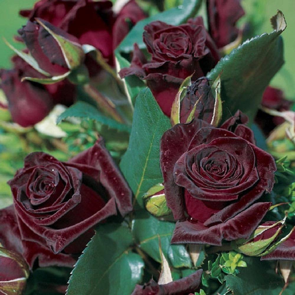 Pianta ROSA BREVETTATA BLACK BACCARA ®MEILLAND nera ALBERELLO vaso24 FOTO REALE