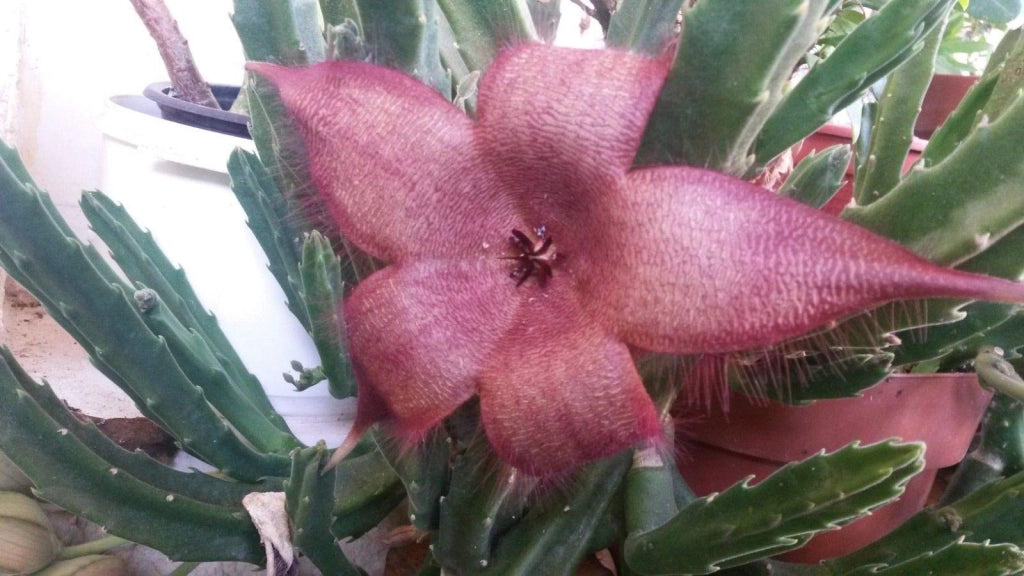 Pianta Grassa Stapelia grandiflora IN BASKET 14CM pianta succulenta foto reali
