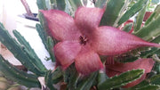 Pianta Grassa Stapelia grandiflora IN BASKET 14CM pianta succulenta foto reali