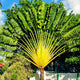 Ravenala madagascariensis - Palma del viaggiatore foto reali H 140 cm