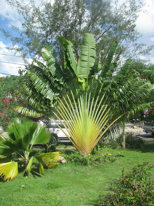Ravenala madagascariensis - Palma del viaggiatore foto reali H 140 cm