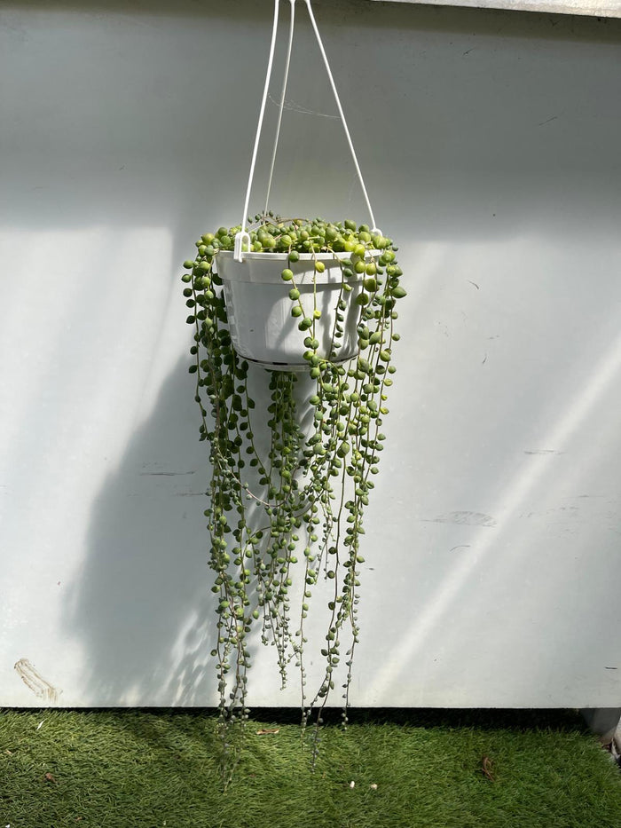 Senecio rowleyanus, Pianta del Rosario, collana di perle foto, pianta grassa