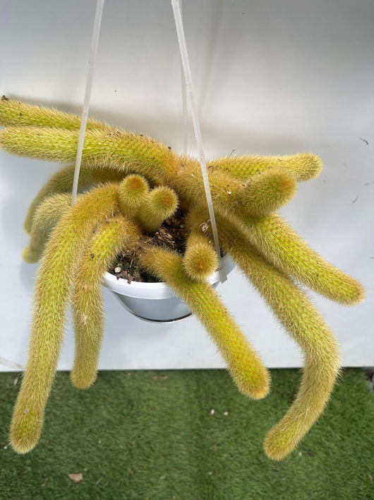 Hildewintera aureispina coda d'oro pianta grassa pendente foto reali vaso 14cm