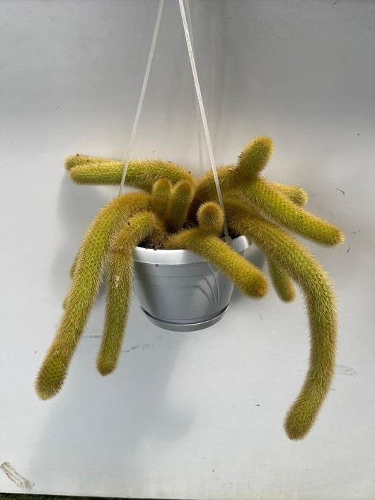 Hildewintera aureispina coda d'oro pianta grassa pendente foto reali vaso 14cm