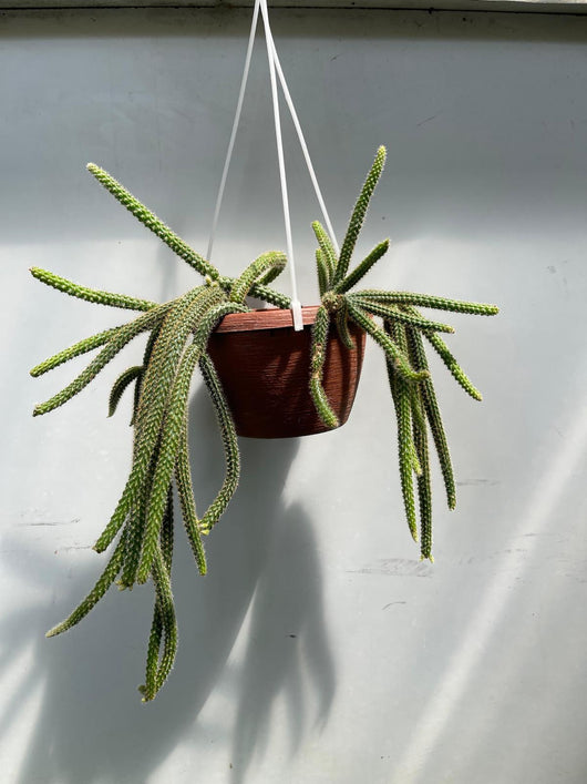 Aporocactus Flagelliformis Coda di Topo pianta grassa pendente foto reali