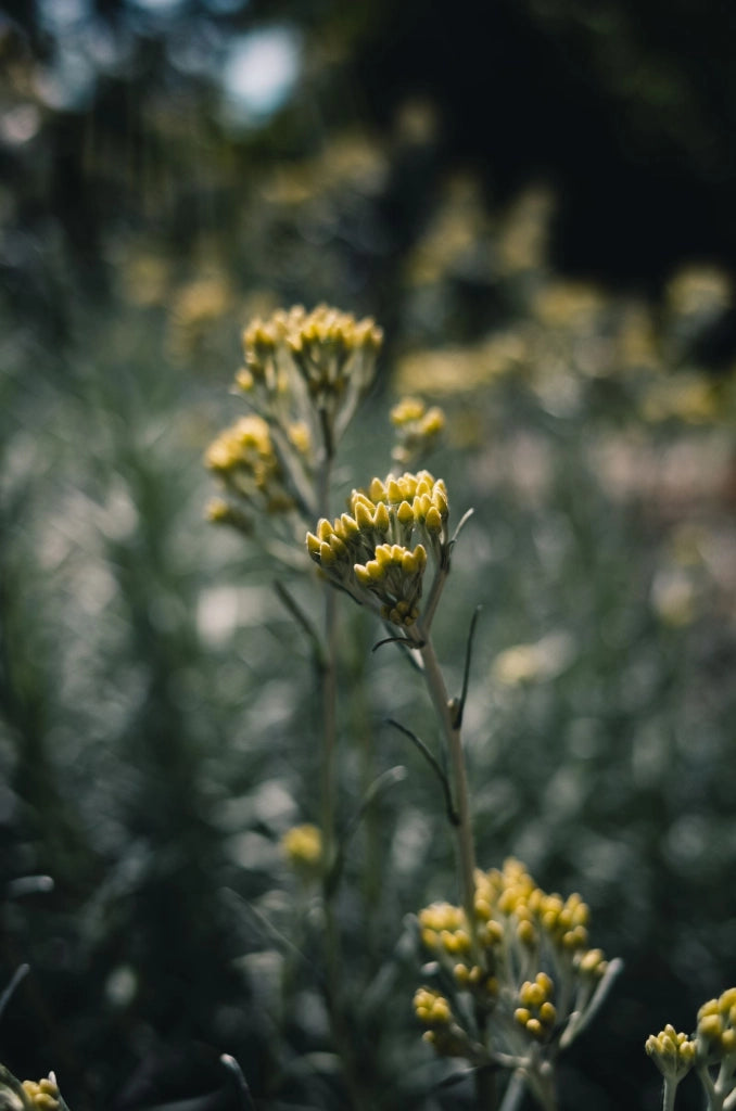 HELICHRYSUM ITALICUM CESP.25