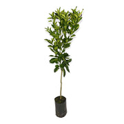 Arancio Amaro selvatico fiori profumati sempreverde in vaso 18 cm AMDGarden
