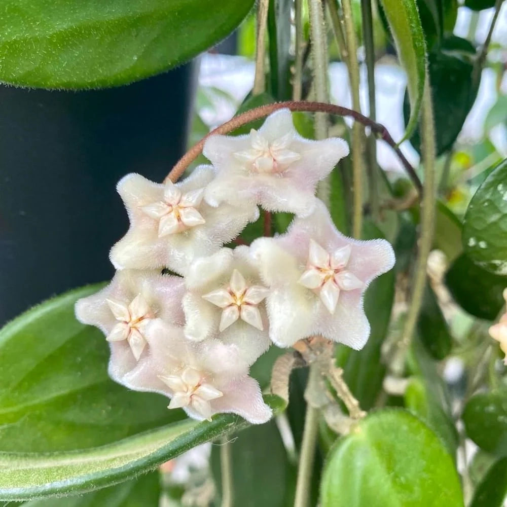 Hoya vangviengiensis – Pianta tropicale rara da interno vaso 12 cm