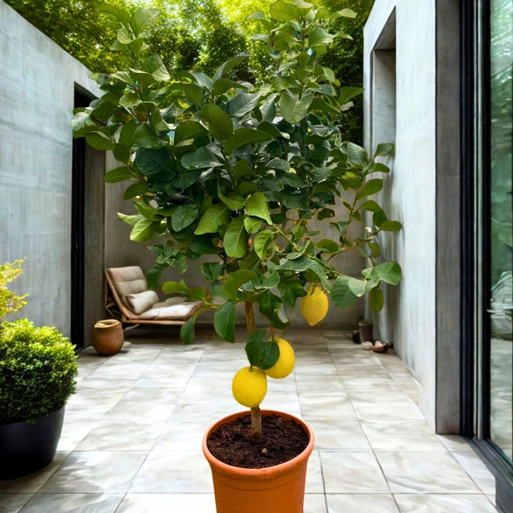 Gardenaria Limone Femminello - Citrus limon 'Femminello' - Pianta di agrume da frutto in vaso Altezza: 125/140 cm (vaso26)