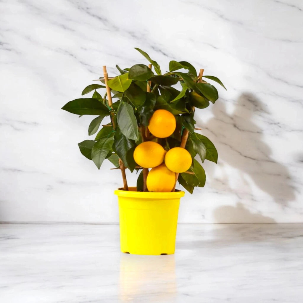 Gardenaria Limone Meyer - Citrus × meyeri - Pianta di agrume da frutto in vaso Altezza: 125/140 cm (vaso26)