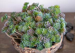 Set 9 Aoenium Succulent Artificiale Altezza 12 cm Verde