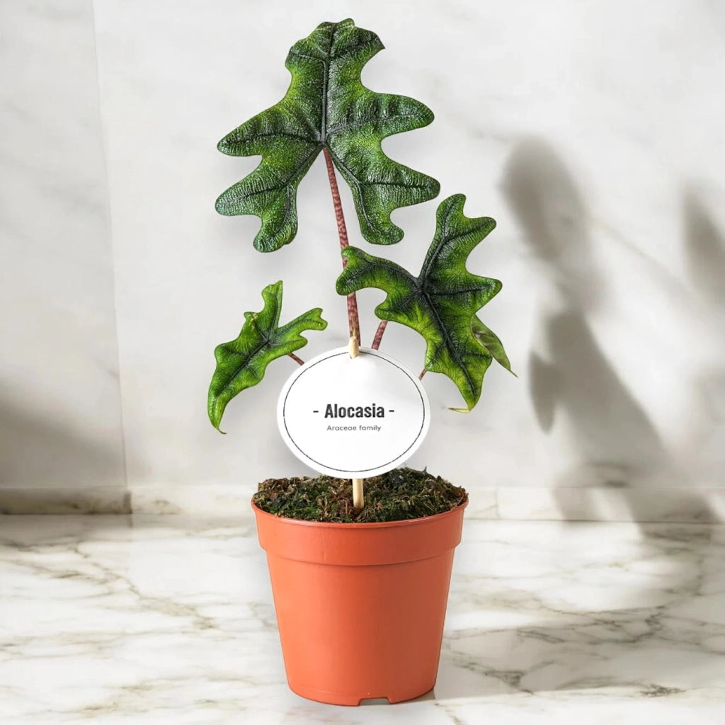 Gardenaria Alocasia 'Jacklin' - Pianta da interno ornamentale Altezza: 30 cm (vaso 14)