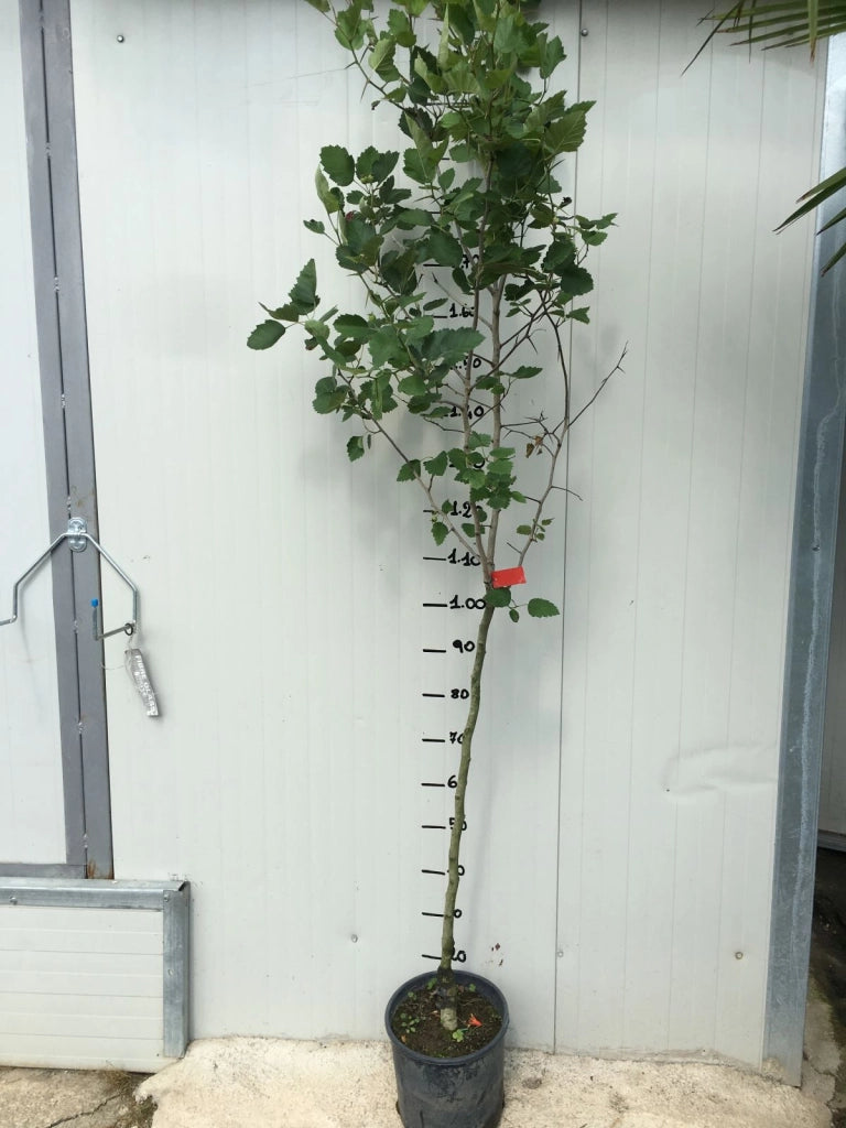 Pianta di Azzeruolo Rosso (Crataegus azarolus) vaso 24cm