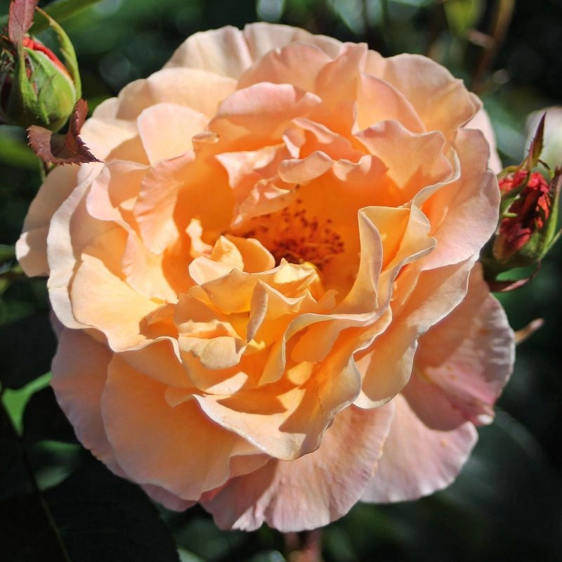 Gardenaria Rosa 'Whisky' - Rosa da giardino Altezza: 30/40 cm (vaso22)