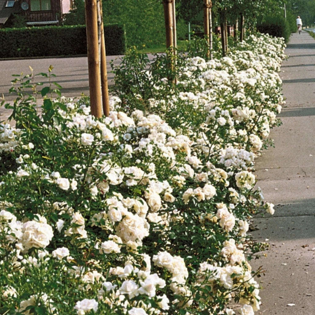 Gardenaria Rosa rampicante 'Aspirin Rose' - Rosa da giardino Altezza: 180 cm (vaso 20)