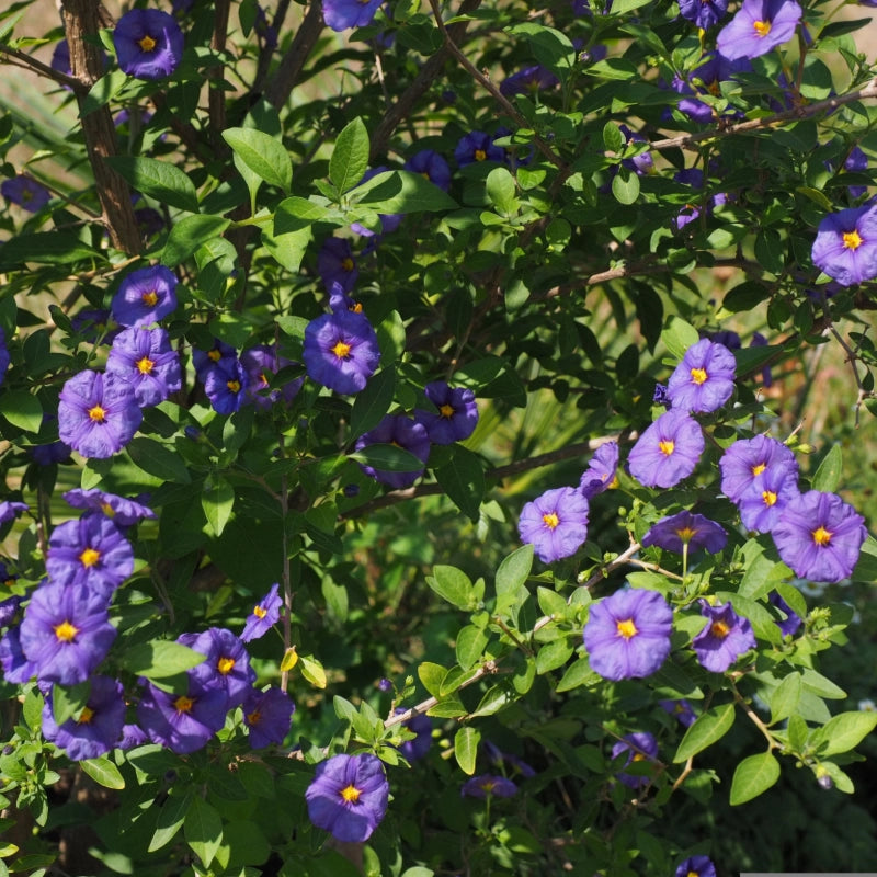 Pianta di Solanum Rantonetti GELSOMINO DEL PARAGUAY CIELO STELLATO h150 CM