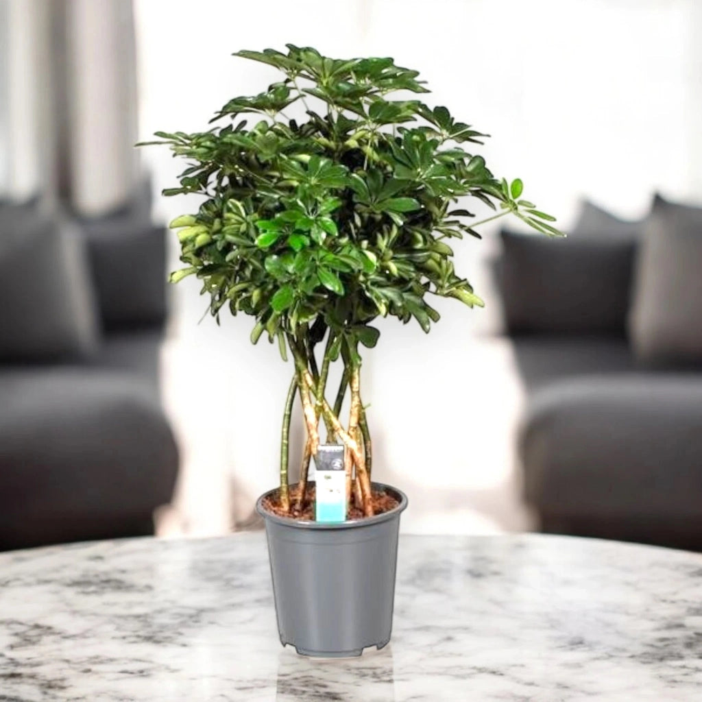 Gardenaria Schefflera arboricola 'Compacta' - Pianta da interno ornamentale Altezza: 75 cm (vaso 21)