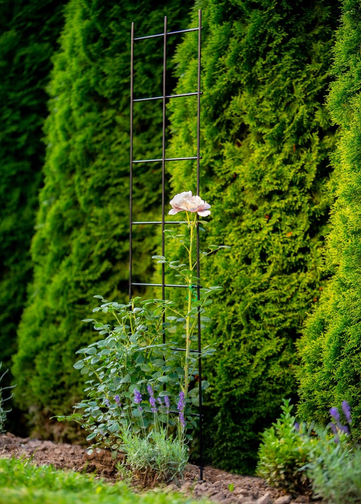 Traliccio da giardino in metallo KADAX per piante, fiori, scala per rampicanti, 35x120 cm, robusto