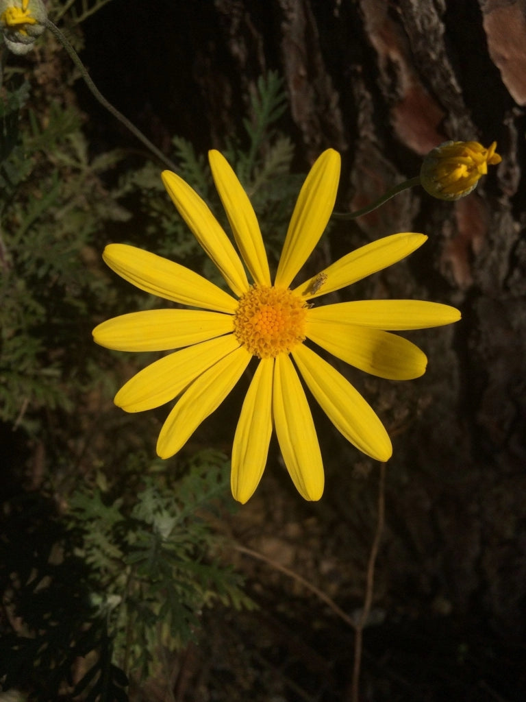 EURYOPS PECTINATUS (MARGHERITA GIALLA) VASO 18