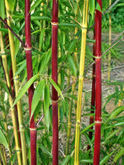 Gardenaria Bambù Giallo Striato - Phyllostachys aureosulcata 'Spectabilis' - Bambù ornamentale da esterno Altezza: 125/175 cm (vaso24)