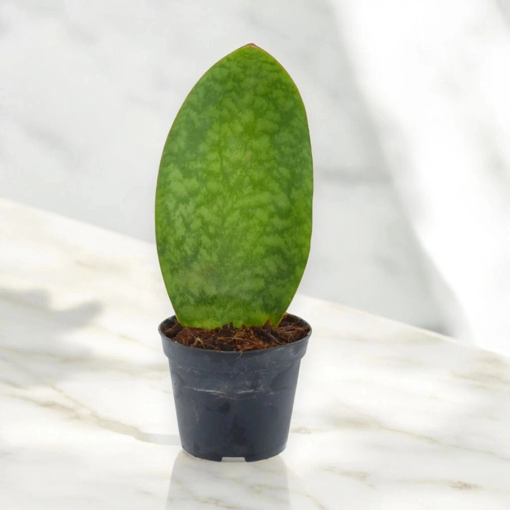 Gardenaria Sansevieria masoniana - Pianta da interno ornamentale Altezza: 40 cm (vaso 10)