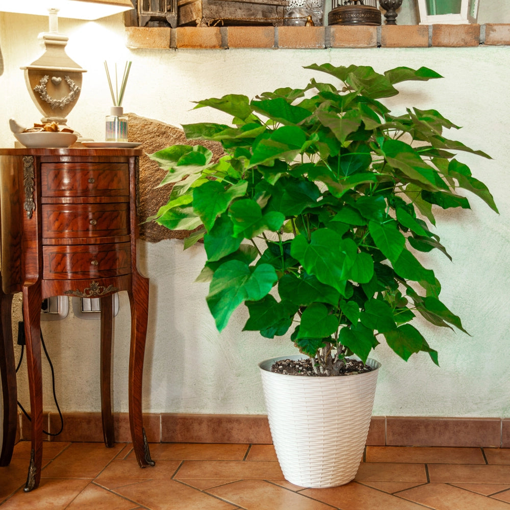 Pianta Catambra di 2 anni in Vaso diametro 22cm Ambrogio Italia