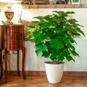 Pianta Catambra di 2 anni in Vaso diametro 22cm Ambrogio Italia