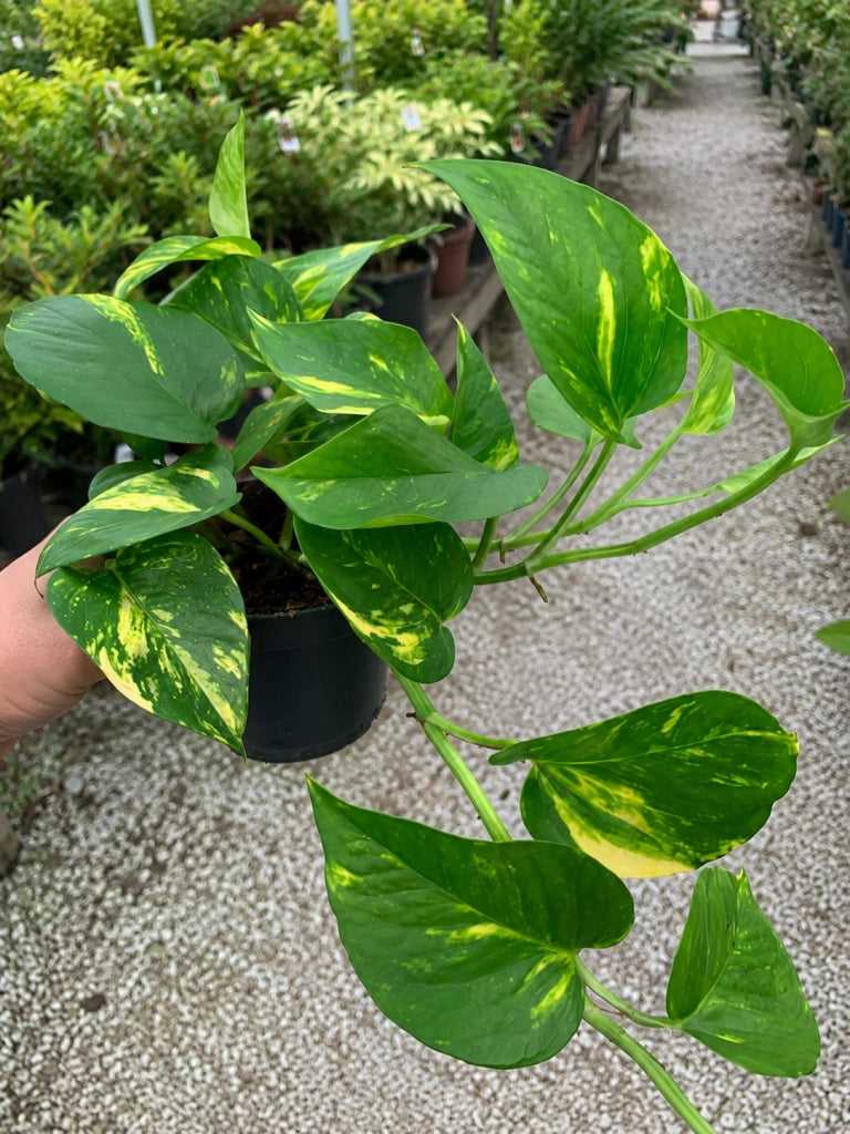 Gardenaria Epipremnum pinnatum 'Aureum' - pothos - Pianta da interno ornamentale Altezza: 35 cm (vaso 15)