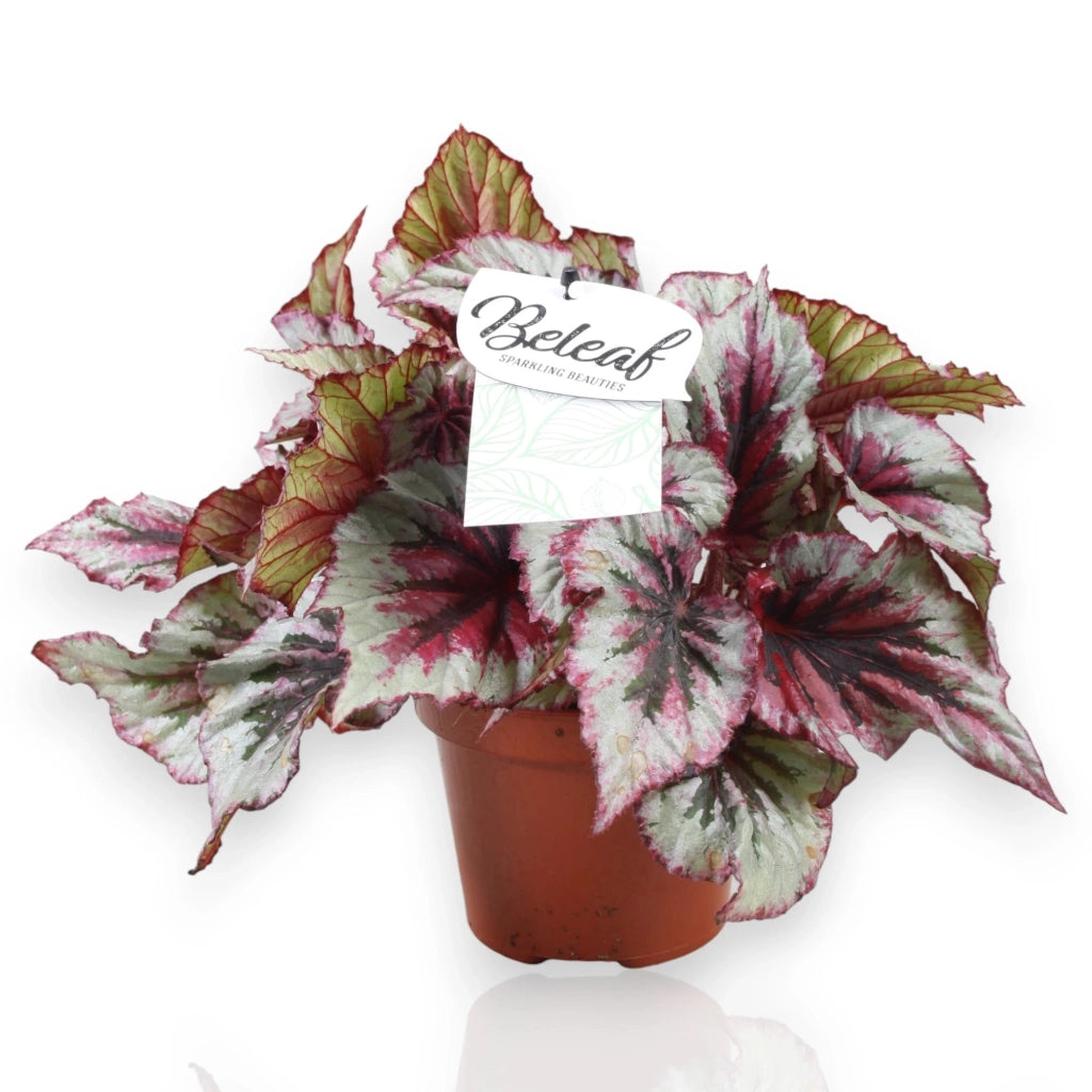 Gardenaria Begonia rex 'Evening glow' - Pianta da interno ornamentale Altezza: 22 cm (vaso 12)