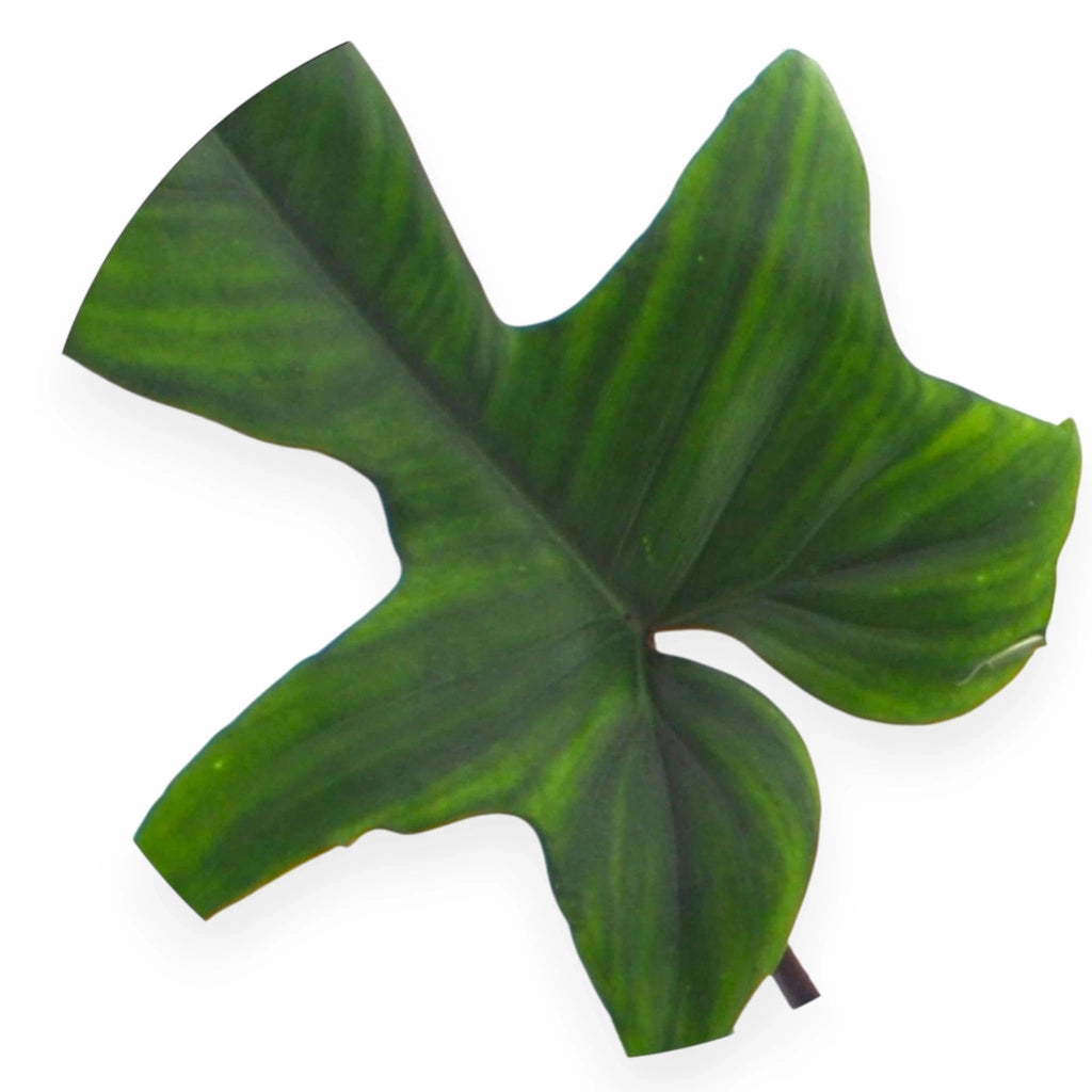 Gardenaria Philodendron 'Florida Green' - Pianta da interno ornamentale Altezza: 40 cm (vaso 12)