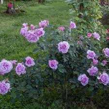 Rosa Barni Love Song cespuglio rifiorente profumato ornamentale