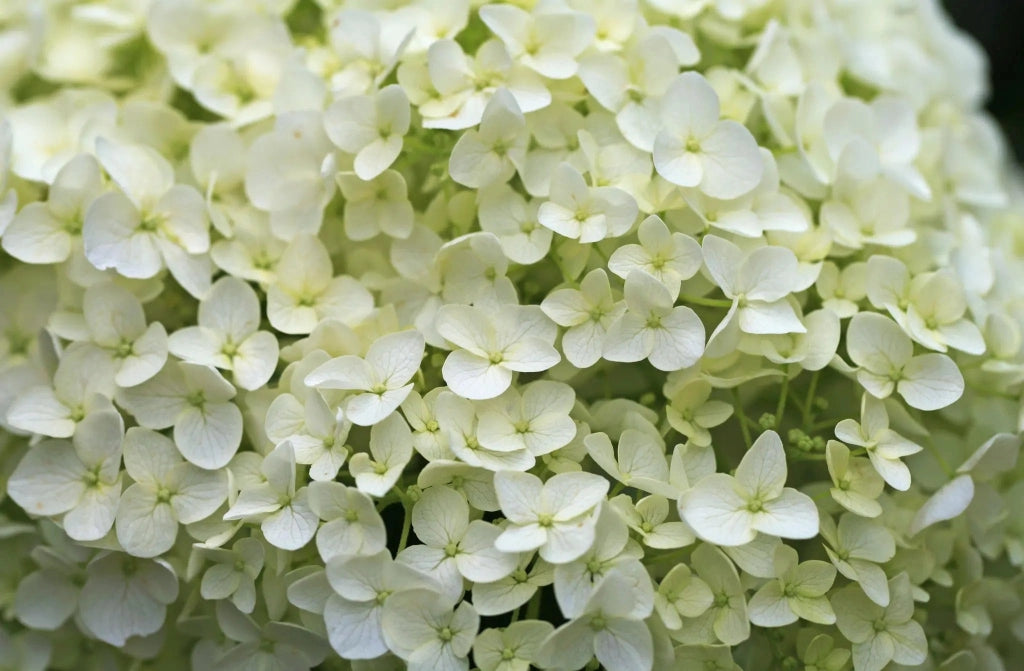 Gardenaria Ortensia - Hydrangea arborescens 'Annabelle' - Pianta acidofila ornamentale da esterno Altezza: 30/40 cm (vaso18)