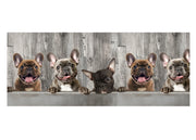 Tappeto Passatoia Cucina Antiscivolo Con Stampa Digitale Dis. Bulldog 497 - 50x500 - Bulldog