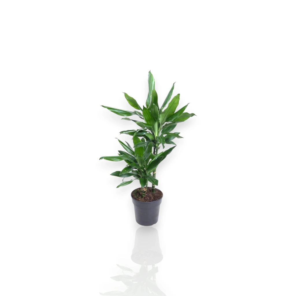 Gardenaria Dracaena fragrans 'Janet Lind' - Pianta da interno ornamentale Altezza: 100 cm (vaso 21)