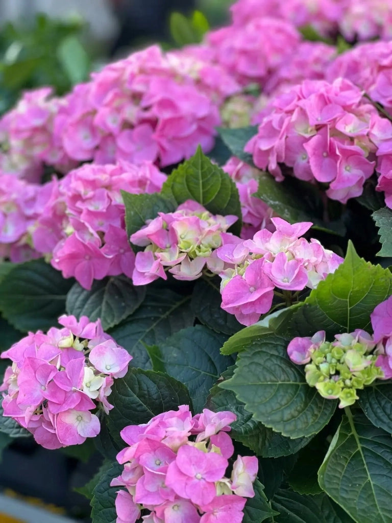 Gardenaria Ortensia - Hydrangea Macrophylla 'Rosita' - Pianta acidofila ornamentale da esterno Altezza: 40/50 cm (vaso19)