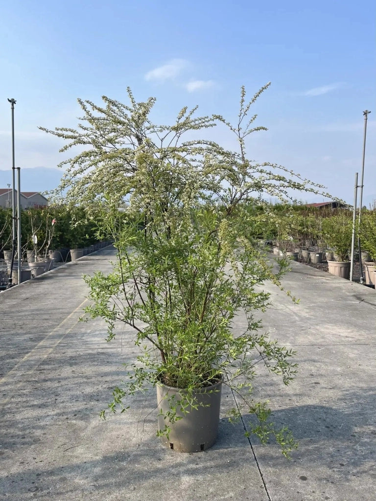 Gardenaria Spirea - Spiraea × cinerea 'Grefsheim' - Arbusto ornamentale da giardino Altezza: 50/70 cm (vaso19)
